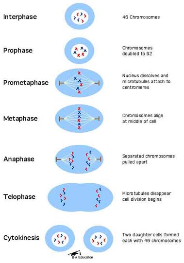 Diagram of all the stages taking place during mitosis | Mitosis ...