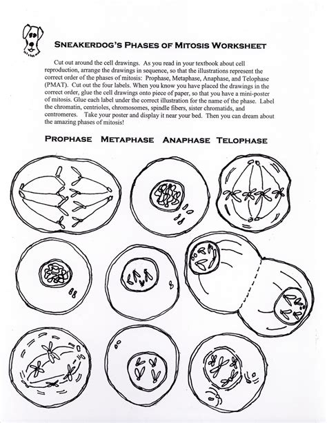 The Classy Teacher: The One With Mitosis