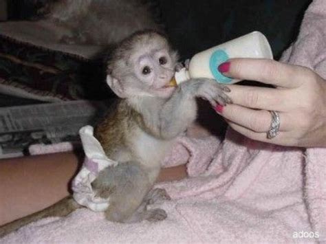 Cute baby capuchin monkeys for adoption