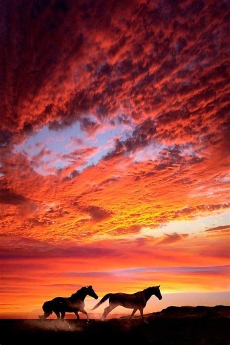 SUNSET HORSES CLOUDS - Mobile HD Wallpapers | Beautiful horses, Horses ...