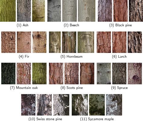 Tree Bark Identification Pictures - Dennis Munthe