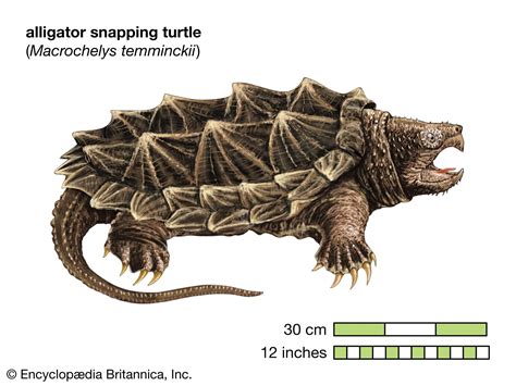 Alligator Snapping Turtle Size, Habitat, Diet, & Facts