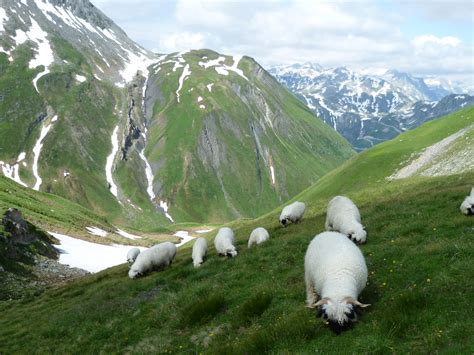 The Breed – Halsbury Valais Blacknose Sheep – Devon