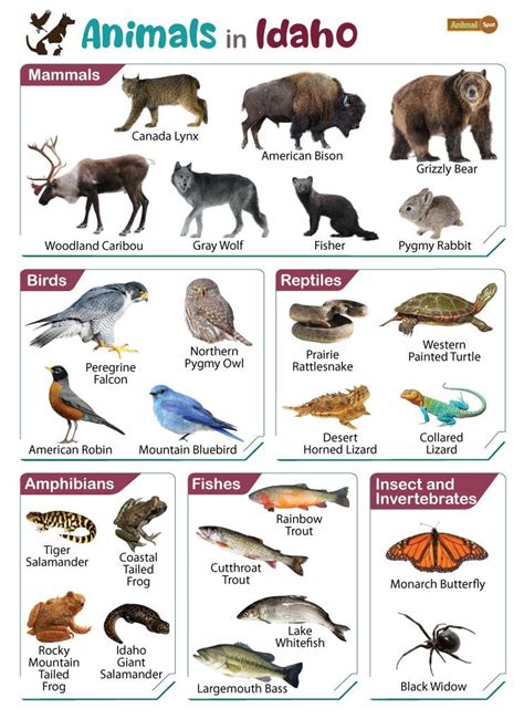 List of Animals That Live in Idaho (With Pictures)