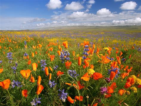 Mulheres S/A: Flores do Campo...