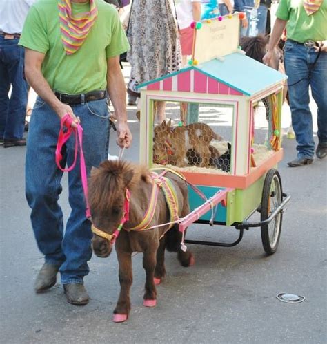 These 8 Miniature Horse Carts Are Totally Adorable! | Miniature horse ...