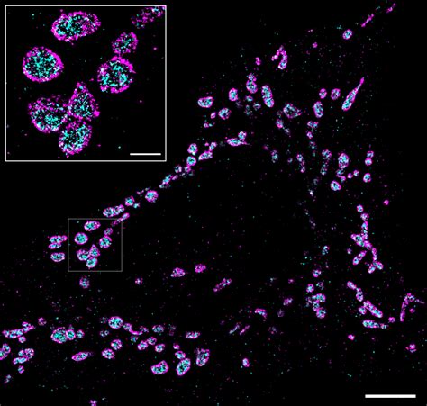 Our 9 tips to optimize your immunofluorescence staining