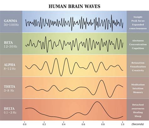 Sleep Stages And Brain Waves