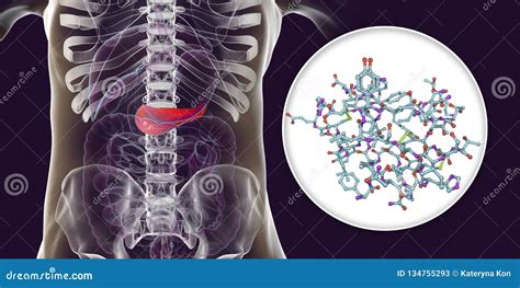 Pancreas Producing Insulin Hormone, Conceptual Image Stock Illustration ...