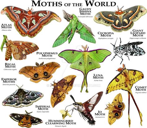 Moths of the World | Moth species, Atlas moth, Insect art