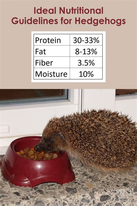 The Best Hedgehog Food List | Hedgehog food, Hedgehog diet, Hedgehog care