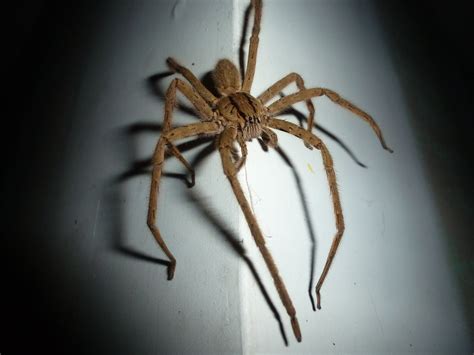 Poisonous Spiders in PA | What Tops the List?