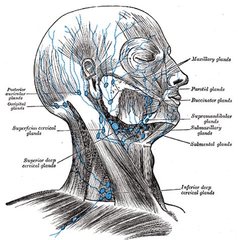 Lymph Nodes of the Head | www.bartleby.com/107/pages/page693… | Flickr