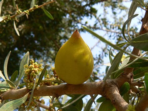 Sideroxylon spinosum - Biodiversité végétale du sud-ouest marocain