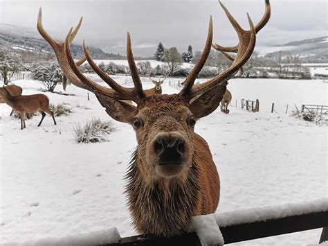 10 Fun Facts about Red Deer | Highland Safaris