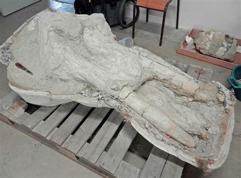 French Farmer Discovered a Rare Mastodon Skull, But Kept It Secret for ...