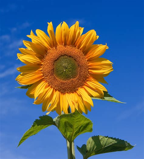 Sunflowers - Wikiquote