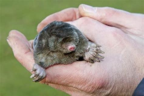 How to Identify Shrews, Moles & Voles | Hunker