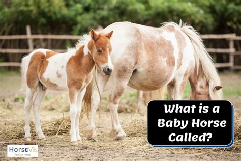 What is a Baby Horse Called? (Equine Expert Answered)