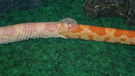 Everything You Need To Know About Snake Shedding – Regarding Reptiles