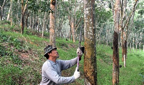 Malaysia's natural rubber production down 8% in November | The Star