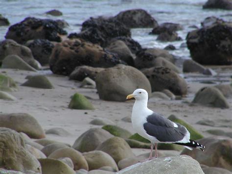 Birds: California Gull