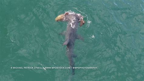 VIDEO: Hammerhead shark attacks goliath grouper