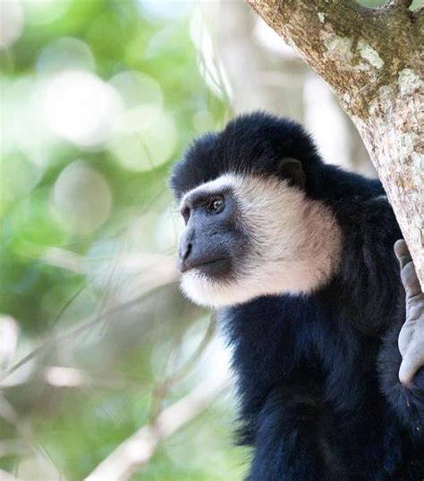 Colobus Monkey | African Wildlife Foundation