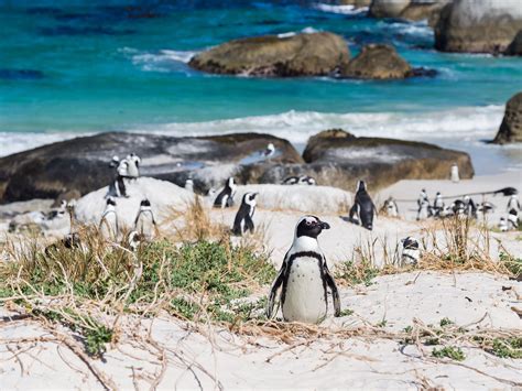 Boulders Beach, Cape Town, South Africa - Activity Review & Photos