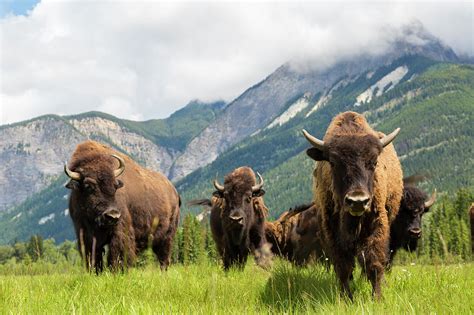 Herd Of Buffalo Or Bison, Alberta by Peter Adams