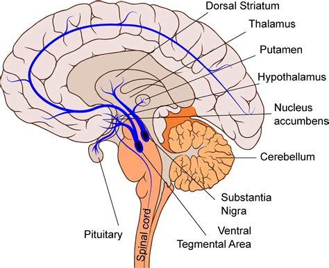 Pitt Medical Neuroscience | Monoamines