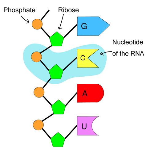 About Heredity