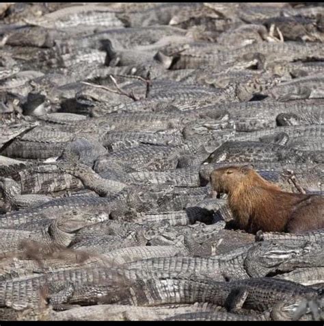 Capybara chilling with crocodiles in São Paulo, Brazil. : r/WTF