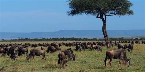 Wildebeest Conservation | Smithsonian's National Zoo