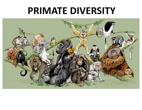 Primates 1 - PRIMATE DIVERSITY The major hierarchical categories ...