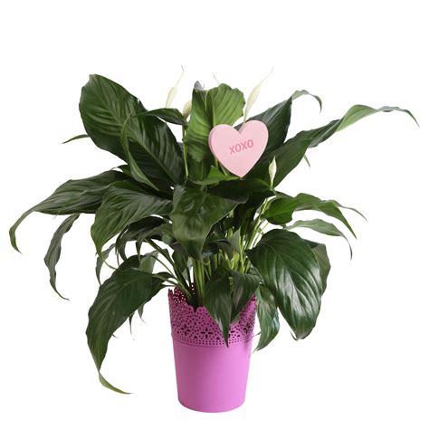 Delray Plants Live Peace Lily, Spathiphyllum Indoor House Plant in ...