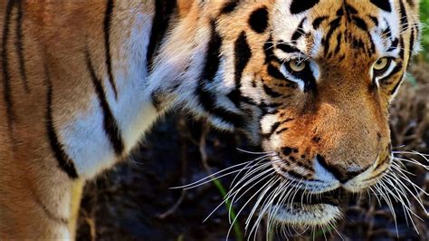 Only 13% of world's tiger conservation areas meet global standards ...