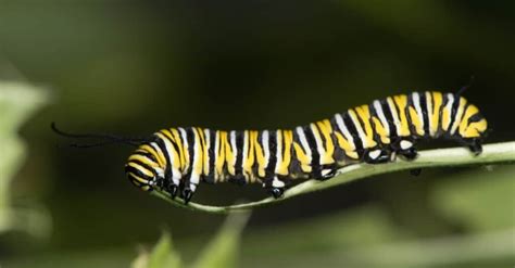 What Do Monarch Caterpillars Eat? - A-Z Animals