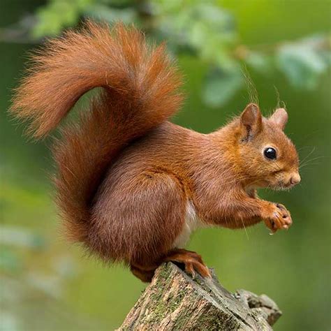 Fox Squirrel Identification, Habits & Behavior | Florida Pest Control