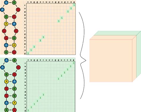 Figure 1 from AlphaGo-like Inverse RNA Folding algorithms | Semantic ...