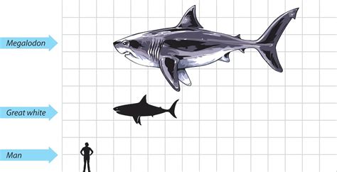 Megalodon Size Comparison To Great White