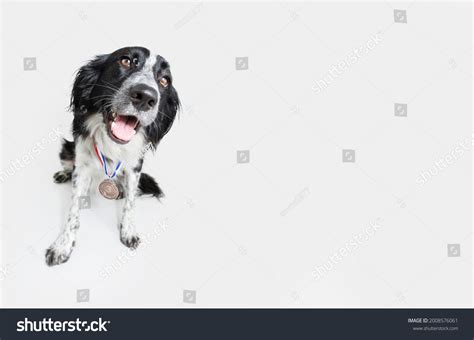 3,678 Puppy medals Images, Stock Photos & Vectors | Shutterstock