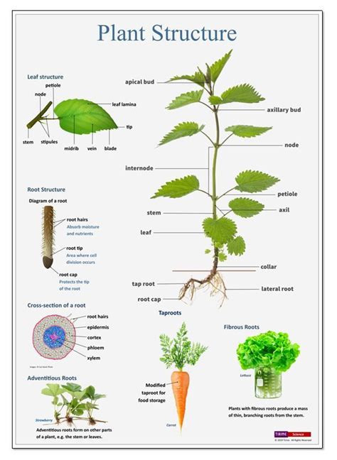 Plant Structure | Plant structure, Plant science, Biology plants