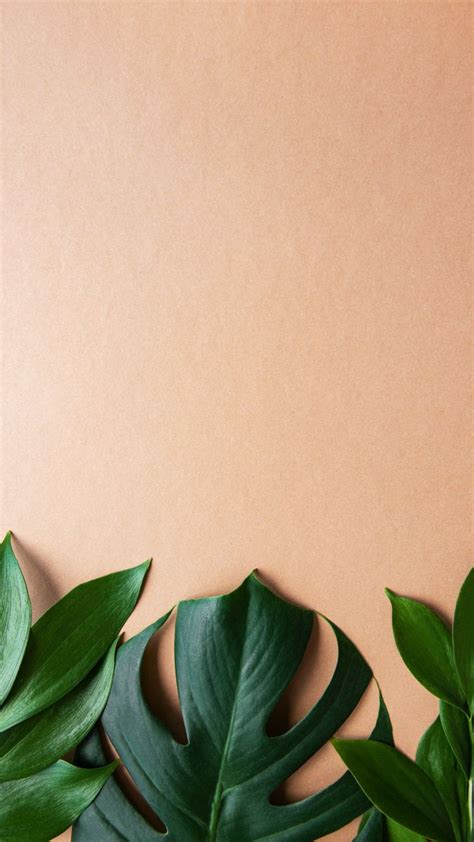 Monstera wallpaper | Flower iphone wallpaper, Iphone wallpaper plants ...