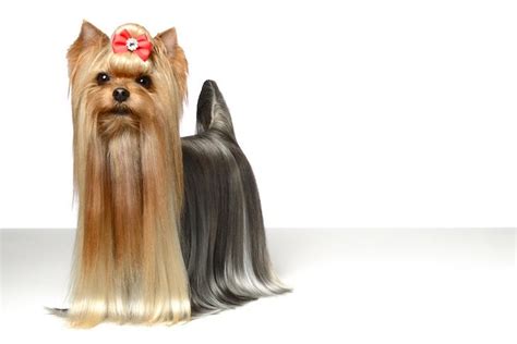 How to Groom a Yorkshire Terrier – American Kennel Club