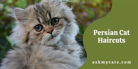 Persian Cat Haircuts: Persian Cat Grooming Guide