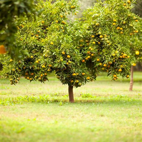 10 Best Fruit Trees to Grow at Home | The Family Handyman