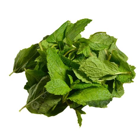 Bunch Of Fresh Green Mint Leaves, Pile, Delicious, Fresh PNG ...