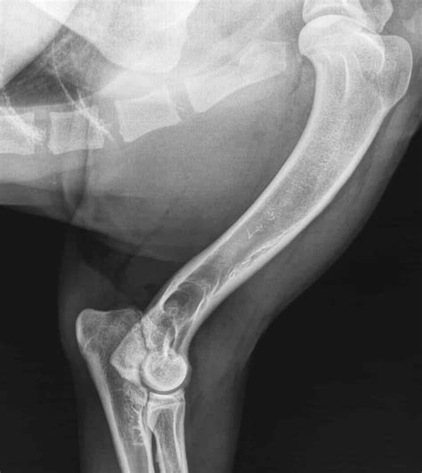 Elbow Dysplasia in Dogs: Diagnosing & Treating Joint Disorder | Dog ...