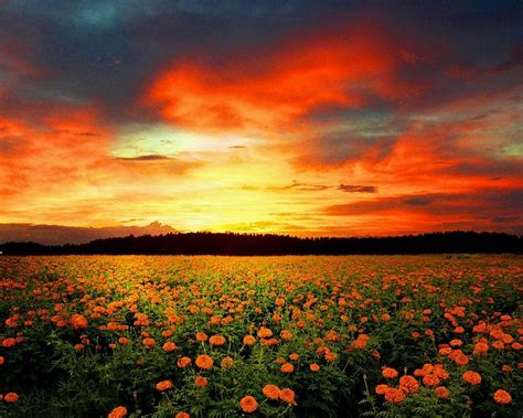 Sunset Over Field of Flowers. | Sunset, Flower field, Beautiful sunset